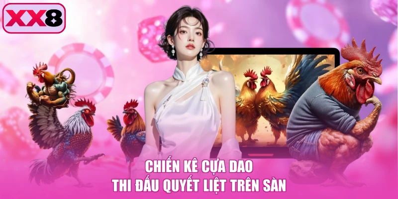 Chiến kê cựa dao thi đấu quyết liệt trên sàn