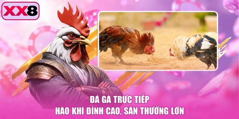 Đá Gà Trực Tiếp - Hào Khí Đỉnh Cao, Săn Thưởng Lớn