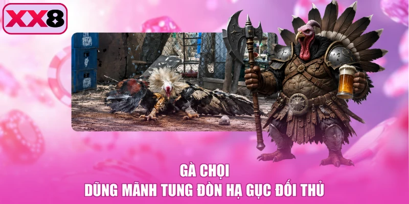 Gà chọi dũng mãnh tung đòn hạ gục đối thủ